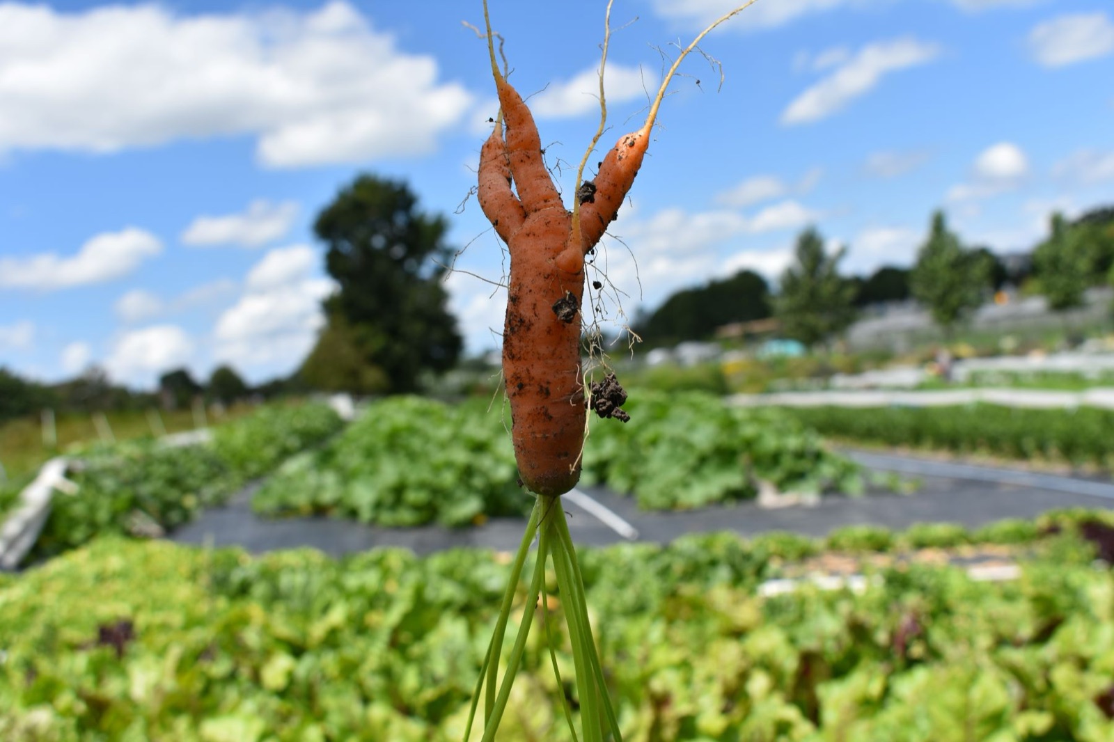 Tuinderij NatuurLuck